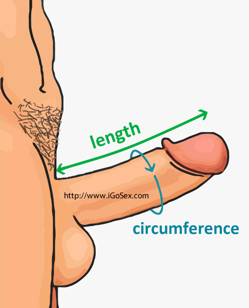 The average size of an erect penis is 5.16 inches.